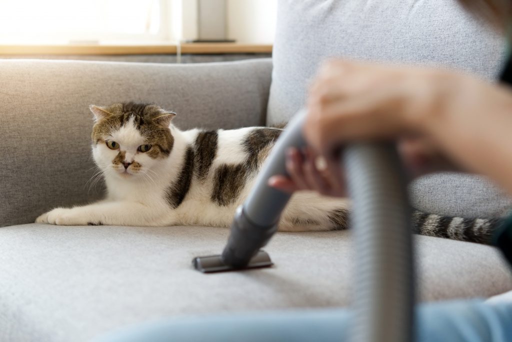 How To Remove Cat Hair From Furniture In A Few Simple Steps